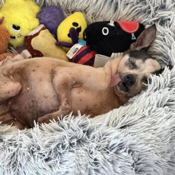 Mable -  Chihuahua and Terrier Dog for Adoption in Keaau, Hawaii - Mable | PetCurious