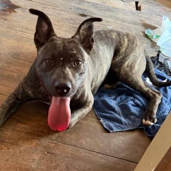 Pit Bull Terrier and Plott Hound Dogs Available for Adoption - Delta | PetCurious