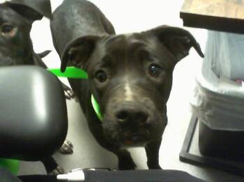 A1269905 -  Labrador Retriever and Mixed Breed Dog for Adoption in Charlotte, North Carolina - A1269905 | PetCurious
