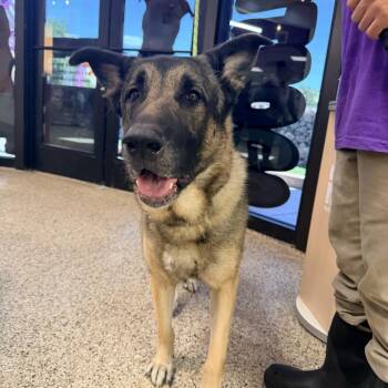 Howel -  German Shepherd Dog Dog for Adoption in Bullhead City, Arizona - Howel | PetCurious