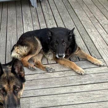 Shepherd Dogs Available for Adoption in Grand Island, Nebraska - Axl | PetCurious