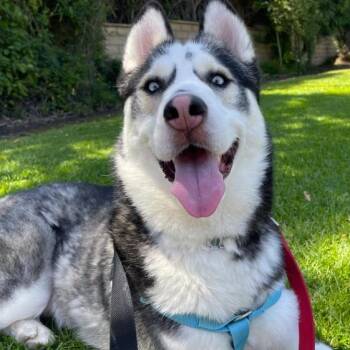 Siberian Husky Dogs Available for Adoption in Naperville, Illinois - Amir | PetCurious