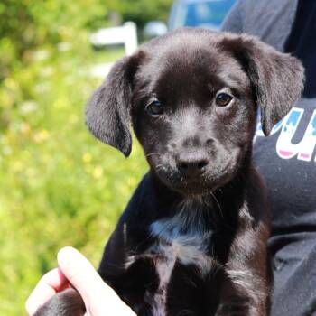 CT Bond -  Border Collie and Mixed Breed Dog for Adoption in Eastford, Connecticut - CT Bond | PetCurious