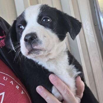 Walker -  German Shepherd Dog and Mixed Breed Dog Available for Adoption in Midland, Texas - Walker | PetCurious