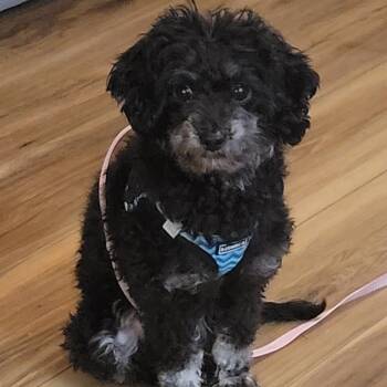Miniature Poodle Dogs Available for Adoption in Salem, Oregon - Norm | PetCurious