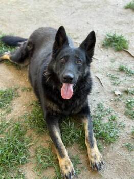 Rescue German Shepherd Dog Dogs for Adoption in Duxbury, Massachusetts - Starlight | PetCurious