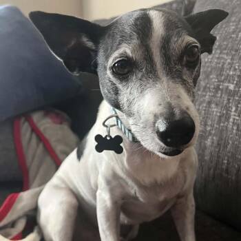 Buster -  Jack Russell Terrier and Parson Russell Terrier Dog for Adoption in Marana, Arizona - Buster | PetCurious
