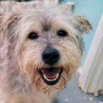 Schnauzer and Poodle Dogs Available for Adoption in Eustis, Florida - Bunny | PetCurious