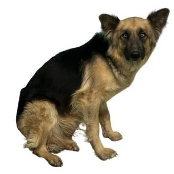 German Shepherd Dog and Mixed Breed Dogs Available for Adoption in Bullhead City, Arizona - Dog 05/13/2026 | PetCurious