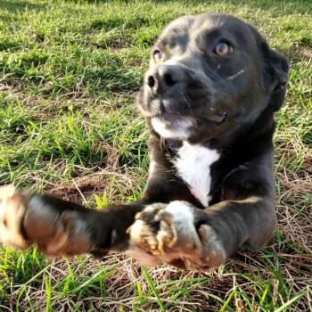 Mixed Breed Dogs Available for Adoption - Rebel | PetCurious
