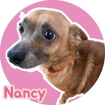 Rescue Terrier Dogs for Adoption in Chuckey, Tennessee - Nancy | PetCurious
