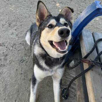 German Shepherd Dog and Siberian Husky Dogs Available for Adoption in Riverside, California - Winter | PetCurious