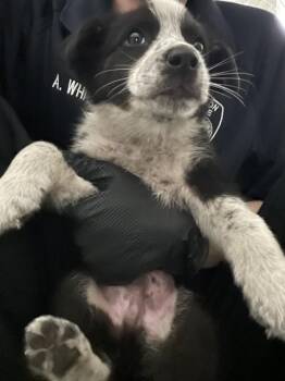 Australian Cattle Dog Blue Heeler Dogs Available for Adoption - SKY | PetCurious