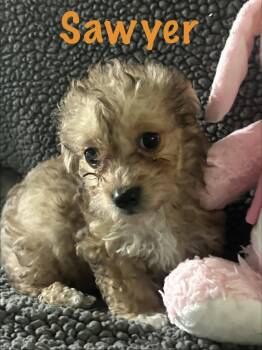 Sawyer -  Poodle and Dachshund Dog for Adoption - Sawyer | PetCurious