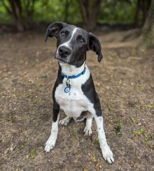 Rescue Border Collie Dogs for Adoption in Lindenhurst, New York - Jelly Bean | PetCurious