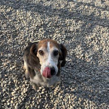 Beagle Dogs Available for Adoption in Waynesville, North Carolina - Cleetus | PetCurious