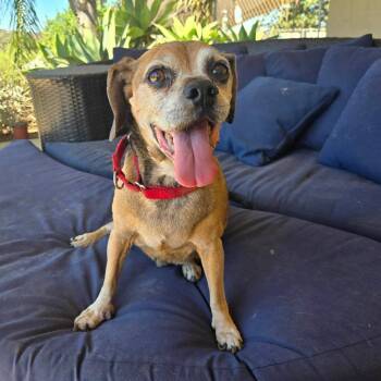 Puggle -  Beagle Dog for Adoption in Ramona, California - Puggle | PetCurious