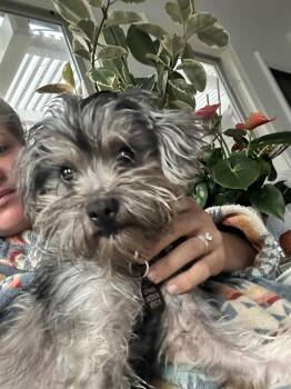 Miss Zoey -  Yorkshire Terrier and Miniature Schnauzer Dog for Adoption in Los Angeles, California - Miss Zoey | PetCurious