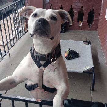 CoCo White -  Pit Bull Terrier Dog for Adoption in Philadelphia, Pennsylvania - CoCo White | PetCurious