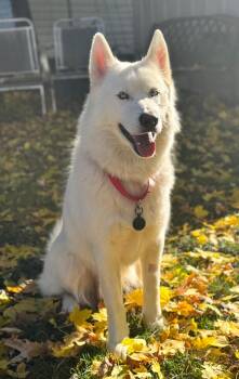 Rescue Siberian Husky Dogs for Adoption in Newmarket, Ontario - Richie | PetCurious