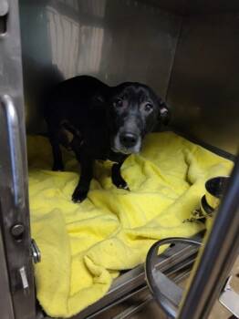 Rescue Mixed Breed Dogs for Adoption in Anderson, Indiana - Carolina | PetCurious