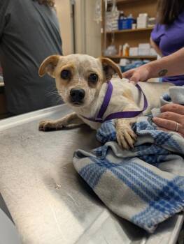 Bombom -  Chihuahua Dog for Adoption in Johnson City, Tennessee - Bombom | PetCurious