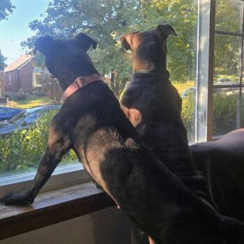 Story -  Terrier Dog for Adoption in St. Louis, Missouri - Story | PetCurious
