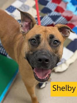 Shelby -  Black Mouth Cur Dog for Adoption in Mount Vernon, Ohio - Shelby | PetCurious