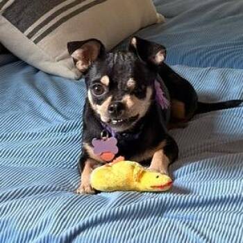 Millinia -  Chihuahua Dog for Adoption in Helena, Alabama - Millinia | PetCurious