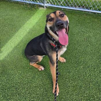 Stark -  German Shepherd Dog and Mixed Breed Dog for Adoption in Binghamton, New York - Stark | PetCurious