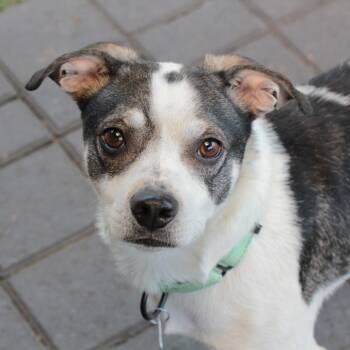 Mixed Breed Dogs Available for Adoption in San Francisco, California - LaRussell | PetCurious