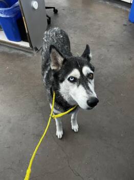 NAIA -  Husky Dog for Adoption in Dallas, Texas - NAIA | PetCurious