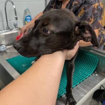 Sable -  Mixed Breed Dog for Adoption in Walker, Michigan - Sable | PetCurious