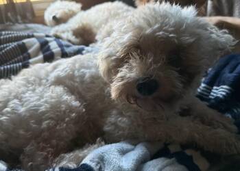 Rescue Miniature Poodle and Maltipoo Dogs for Adoption in Cerritos, California - Henny | PetCurious