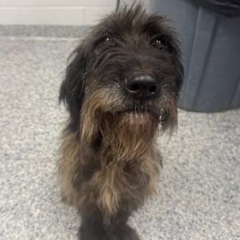 Nala -  Mixed Breed Dog for Adoption in Greenville, South Carolina - Nala | PetCurious