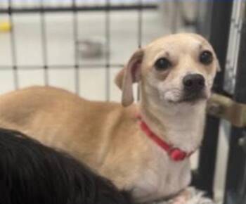 Rescue Chihuahua and Dachshund Dogs for Adoption in Dalton, Georgia - Freddy | PetCurious