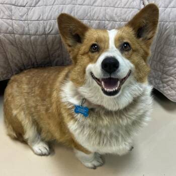 Cardigan Welsh Corgi Dogs Available for Adoption in State College, Pennsylvania - Beach Ball | PetCurious
