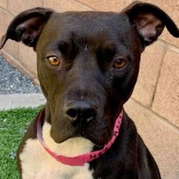 SAVE ME PLEASE INUZUKA - IDA553994 -  Pit Bull Terrier Dog for Adoption in San Marcos, California - SAVE ME PLEASE INUZUKA - IDA553994 | PetCurious