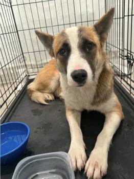 Portuguese Podengo and Cattle Dog Dogs Available for Adoption in New Braunfels, Texas - Lady | PetCurious
