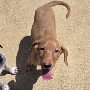 Moana -  Mixed Breed Dog for Adoption in Corinth, Mississippi - Moana | PetCurious