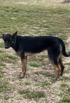 Mixed Breed Dogs Available for Adoption - Jessie | PetCurious