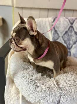 French Bulldog Dogs Available for Adoption - Piglet | PetCurious