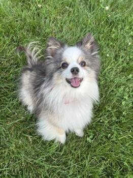 1112 Gabriel -  Australian Shepherd Dog for Adoption in Ringwood, Illinois - 1112 Gabriel | PetCurious