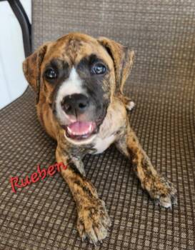 RUEBEN -  Pit Bull Terrier Dog for Adoption in Louisville, Ohio - RUEBEN | PetCurious