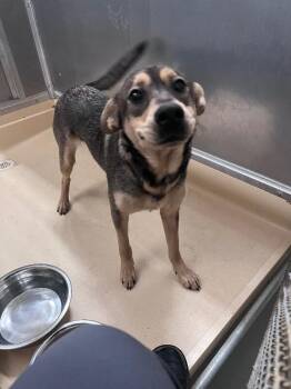 LUNA -  German Shepherd Dog and Mixed Breed Dog for Adoption in Burgaw, North Carolina - LUNA | PetCurious