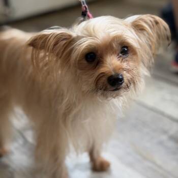Feebie (Benefactor Dog) -  Yorkshire Terrier and Poodle Dog for Adoption in New Orleans, Louisiana - Feebie (Benefactor Dog) | PetCurious