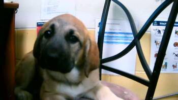 Anatolian Shepherd Dogs Available for Adoption - MAKI | PetCurious