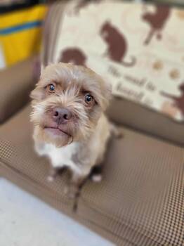 Rescue Terrier Dogs for Adoption in Chambersburg, Pennsylvania - Evander | PetCurious