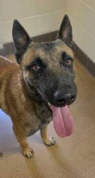 Rescue Dutch Shepherd and Belgian Shepherd Malinois Dogs for Adoption in Apple Valley, California - Marvel | PetCurious