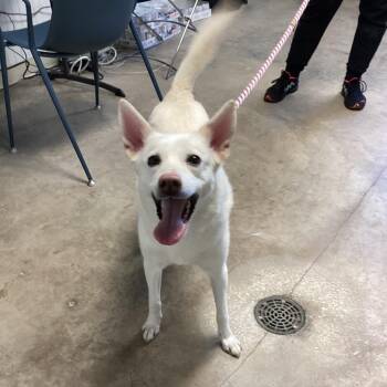 White German Shepherd Dogs Available for Adoption - Nova | PetCurious